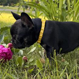 French Bulldog Puppies from Camarra King