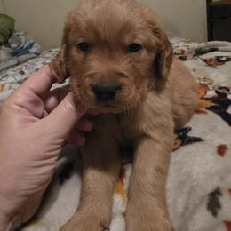 Boy 2 - Dark golden male Golden Retriever puppy in Lawtey, Florida from Rise and Shine Goldens