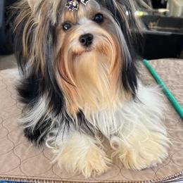 Minnow - Blue tan and white female Biewer Terrier puppy in Chester, South Carolina from Classic Biewers