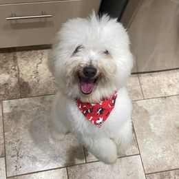 Beethoven - Coton de Tulear