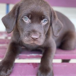 Dilute Retriever Puppies from Virdin’s Silver Labs