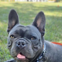 French Bulldogs from Bones Yard Kennel
