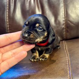 Jam - Black and tan male Dachshund puppy in Delano, Tennessee from Olive Branch Acres