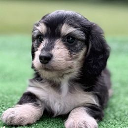 Wren - AKC SILKY WIRE - Black and cream female Dachshund puppy in Alto, Texas from Double W Doxies