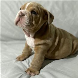 Diego - Lilac tri-color male Bulldog puppy in Cheshire, Connecticut from Absolut Bulldogs