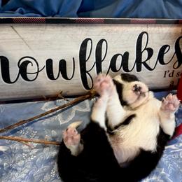 Pete - Black & white male Australian Shepherd puppy in Marshfield, Vermont from Discovery Hill Australian Shepherds