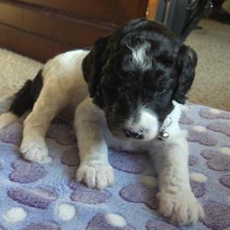 COWBOY - Parti male Poodle puppy in Aurora, Colorado from Simply Amazing Doodles