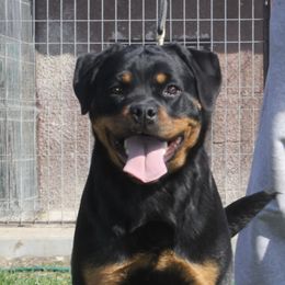 Gena - Rottweiler