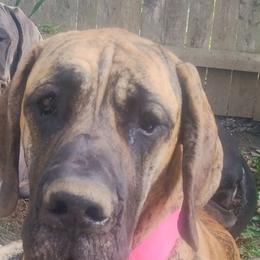 Great Danes from Holly Raskoskie