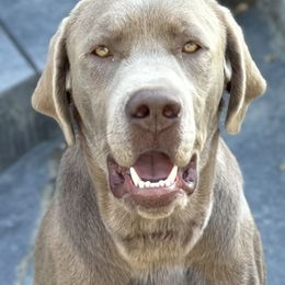 ZERO - Labrador Retriever