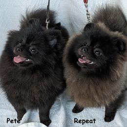 Pomeranian Puppies from River Rise Poms