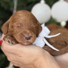 Yasmin -Lavendar collar female - Red  female Goldendoodle puppy in Yuciapa, California from AlltheDoodlez_