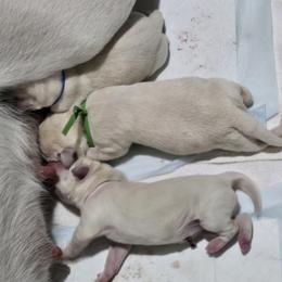 Labrador Retriever Puppies from Samantha Stasik