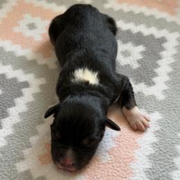 Iris - Black tri-color female Australian Shepherd puppy in Clover, South Carolina from Jo’s Aussies