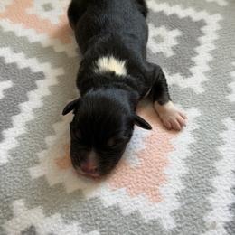 Iris - Black tri-color female Australian Shepherd puppy in Clover, South Carolina from Jo’s Aussies