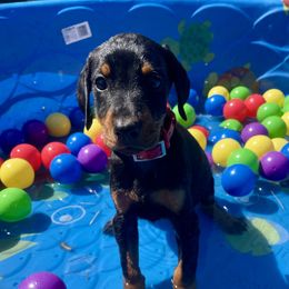Ember - Black and rust female Doberman Pinscher puppy in Blanchester, Ohio from Battle Creek Dobermans