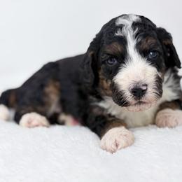 Sunny - Tri-color male Bernedoodle puppy in Fleming, Colorado from Vandenbark Doodles