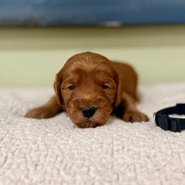 Black collar boy - Red  male Goldendoodle puppy in Dupont, Washington from Willow Tree Doodles