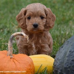 Cockapoo Puppies from Cute Cockapoos