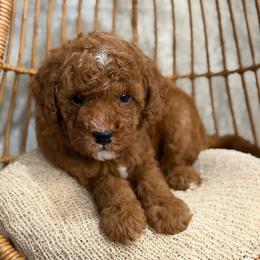 Denzel - Red  male Poodle puppy in Belleville, New Jersey from TK Poodles