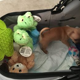 Rosie - Black sabled fawn Chihuahua puppy in Chesapeake, Virginia from Wonder Pups Chihuahuas