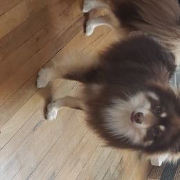 Pomsky All Grown Up from JC's Mitten Pomskies