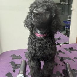 Hot pink - Black female Poodle puppy in Sioux Falls, South Dakota from Risa Poodles