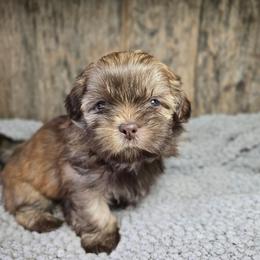 Thomas - Brindle male Shih Tzu puppy in Mountain Grove, Missouri from Precious Puppies