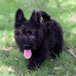 Fletcher - Black male Scottish Terrier puppy in Mount Joy, Pennsylvania from K&M Kennel