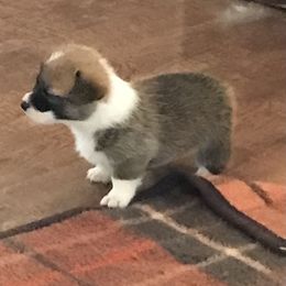 Pembroke Welsh Corgi Puppies from Indian Valley Corgies