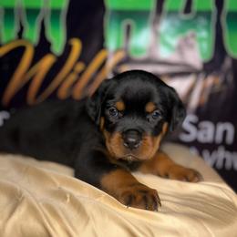 "Don’t I look good " Rottweiler Puppies from VHWilliamsRottweilers
