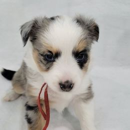 MISSOURI (Red Collar - Twin to Oklahoma NOT TAKING DEPOSITS) - Blue merle female Toy Australian Shepherd puppy in Norwood, Missouri from Looney Farm’s Toy & Mini Aussies