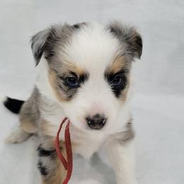 MISSOURI (Red Collar - Twin to Oklahoma NOT TAKING DEPOSITS) - Blue merle female Toy Australian Shepherd puppy in Norwood, Missouri from Looney Farm’s Toy & Mini Aussies