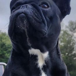 French Bulldogs from Southern Classic French Bulldog of Florida