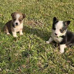 American Corgis from Chene Blanc  Pembroke Welsh Corgis