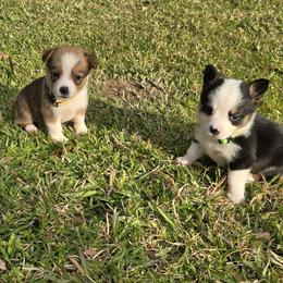 American Corgis from Chene Blanc  Pembroke Welsh Corgis