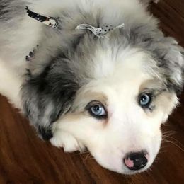 Miniature American Shepherds and Miniature Australian Shepherds from Eardley Acre Mini Aussie & American Shepherds