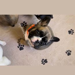 French Bulldog Puppies from Russian River Frenchies