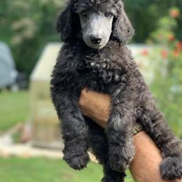 Poodles from Speeds Creek Kennels