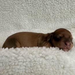 Shaded cream girl - Cream female Dachshund puppy in Wolf Lake, Indiana from Canisteo Dachshunds