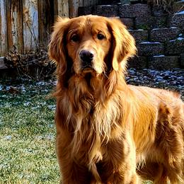 Duncan - Golden Retriever