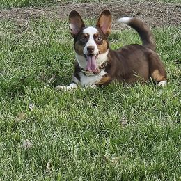 Wednesday - Liver and white female American Corgi puppy in Bland, Missouri from Shadey Lane Corgis