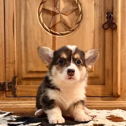 Tri Female - Black and tan female Pembroke Welsh Corgi puppy in Johnson City, Texas from McCall Creek Corgis