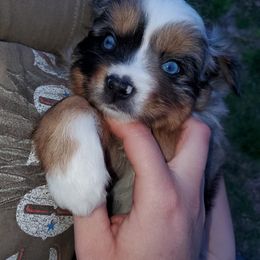 Australian Shepherd, Miniature Australian Shepherd, and Toy Australian Shepherd Puppies from Rumour Has It Aussies