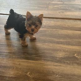 Lilly (Yorkie) - Black and gold female Shorkie puppy in Atoka, Oklahoma from Boggy Depot Cavaliers & Friends