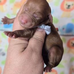 Cooper - Red  male Goldendoodle puppy in Austin, Texas from Austin Doodles & Poodles