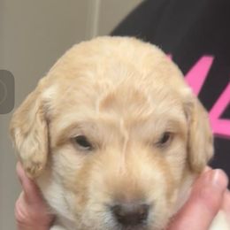 Boy 2 - male Goldendoodle puppy in Gig Harbor, Washington from Sandy’s Goldendoodles