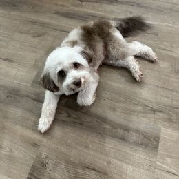 Millie - Aussiedoodle