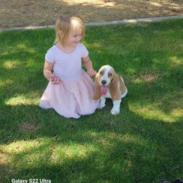 Basset Hound Puppies from Howlin Hounds