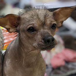 Queen - Chinese Crested